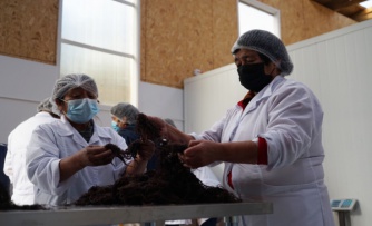 Con enfoque de género: abren programa de apoyo a la pesca artesanal dirigido exclusivamente a mujeres de la región de Los Lagos