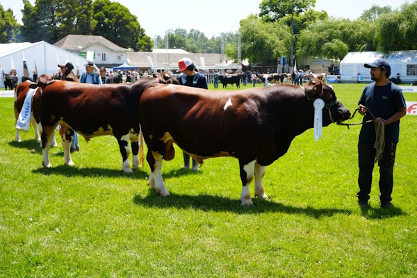 Gobernador Regional destaca alianza público-privada en inauguración de la 99ª versión de SAGO FISUR en Osorno