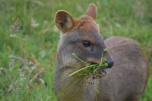 Gobierno Regional de Los Lagos crea alianzas para la preservación de la fauna silvestre, en particular del Pudú